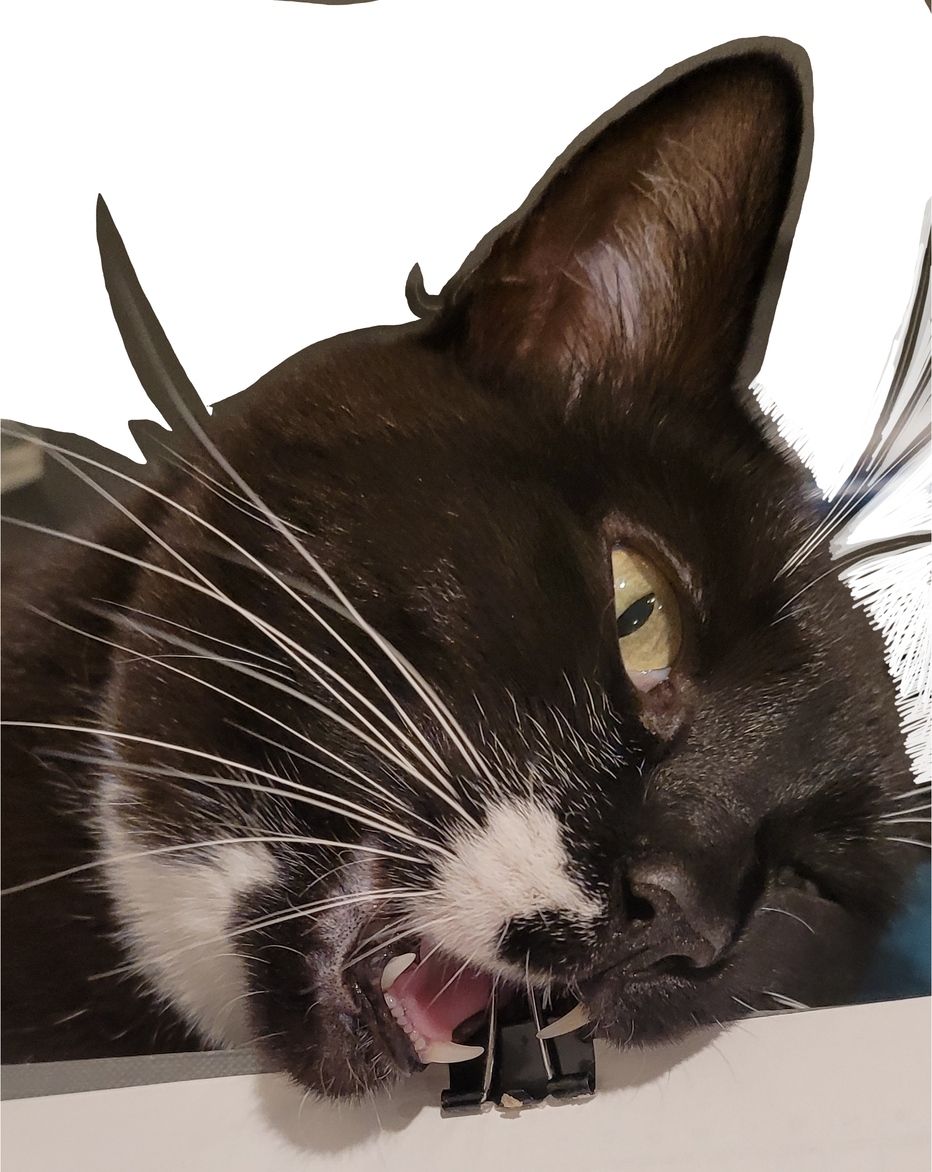 Black and white cat head nibbling on a mini binder clip